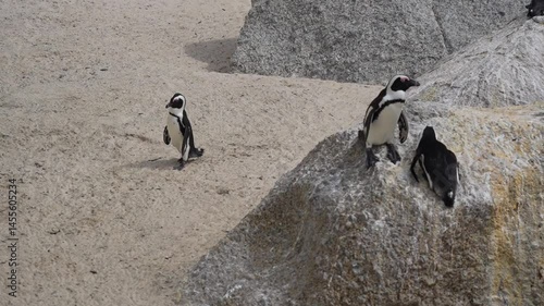 a penguin walking past some rocks on a beach