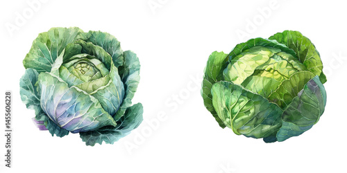 cabbage watercolor vector illustration