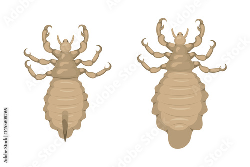 Male and female lice showing sexual dimorphism in body lice