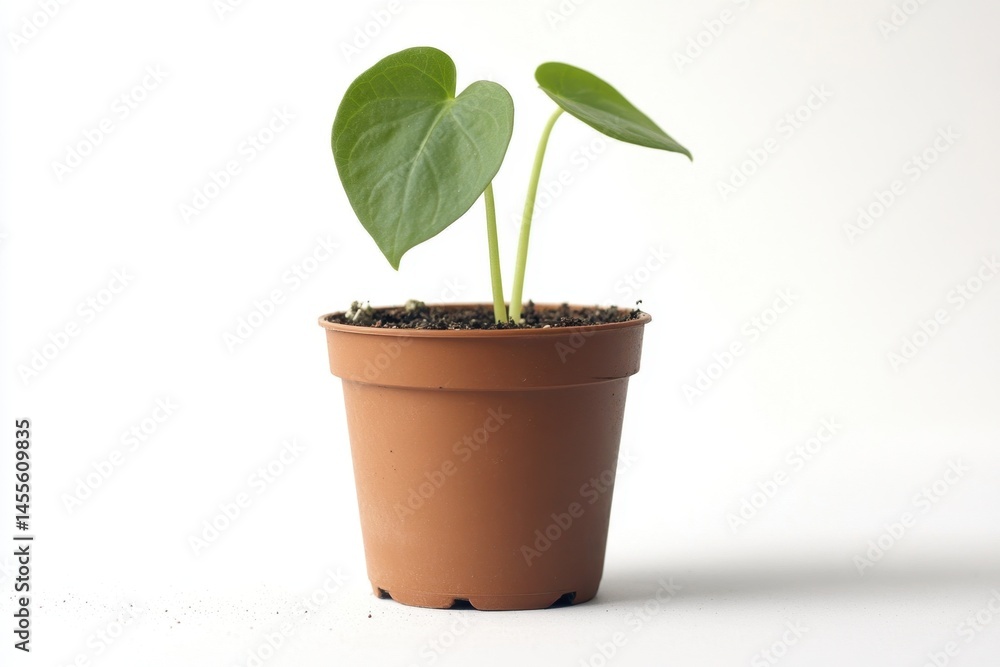 Potted Anthurium Seedling with Heart Shaped Leaves on White Background for Home Decor and Plant Lovers Potted Anthurium Seedling with Heart Shaped Leaves on White Background for Home Decor and Plant Lovers