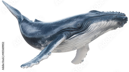 Realistic Humpback Whale Profile Isolated on White Background