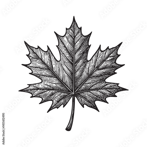 maple leaf engraving woodcut illustration