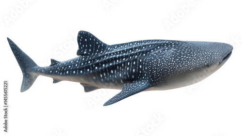 Realistic Whale Shark Isolated on White Background Transparent Background