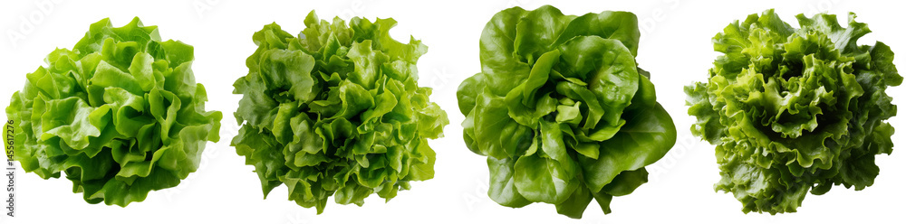 Vibrant green lettuce heads of different varieties are displayed, showcasing their texture and color, ideal for salads, garnishes, and healthy meals Vibrant green lettuce heads of different varieties are displayed, showcasing their texture and color, ideal for salads, garnishes, and healthy meals