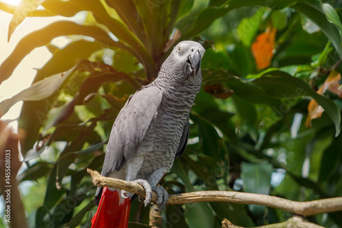 African Grey Parrot Perched on Tree Branch in Natural Outdoor Habitat with Tropical Background