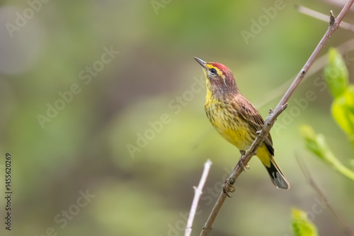 Fotografía Close up view of beautiful Palm warbler bird in Magee Marsh Wildlife Area, Ohio May migration