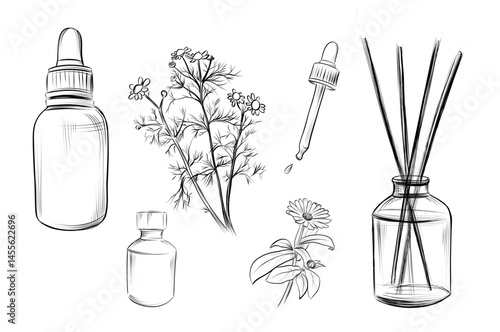 Chamomile and calendula essential oils vector