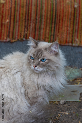 Wallpaper Mural Grey cat in the grass in summer. High quality photo Torontodigital.ca