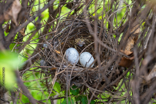 Wallpaper Mural Nest with eggs. Nature concept. High quality photo Torontodigital.ca