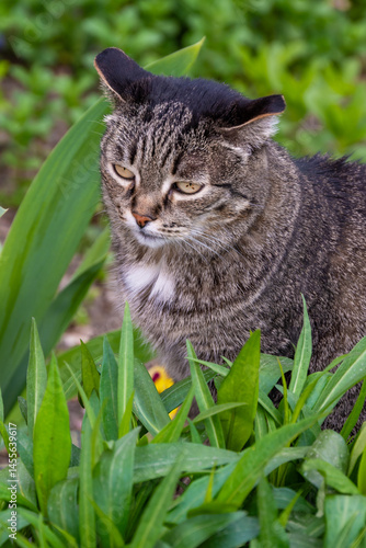 Wallpaper Mural Grey tabby cat in the grass in summer. High quality photo Torontodigital.ca