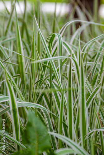 Wallpaper Mural Close up of fresh green grass. Summer concept. High quality photo Torontodigital.ca