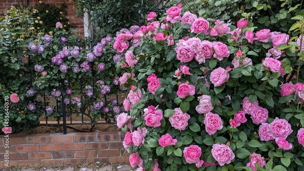 Fototapeta premium バラ