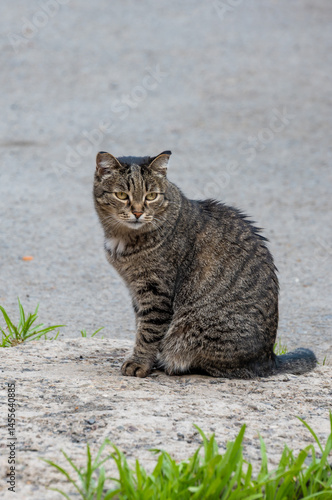Wallpaper Mural Close up of fresh green grass. Summer concept. High quality photo Torontodigital.ca