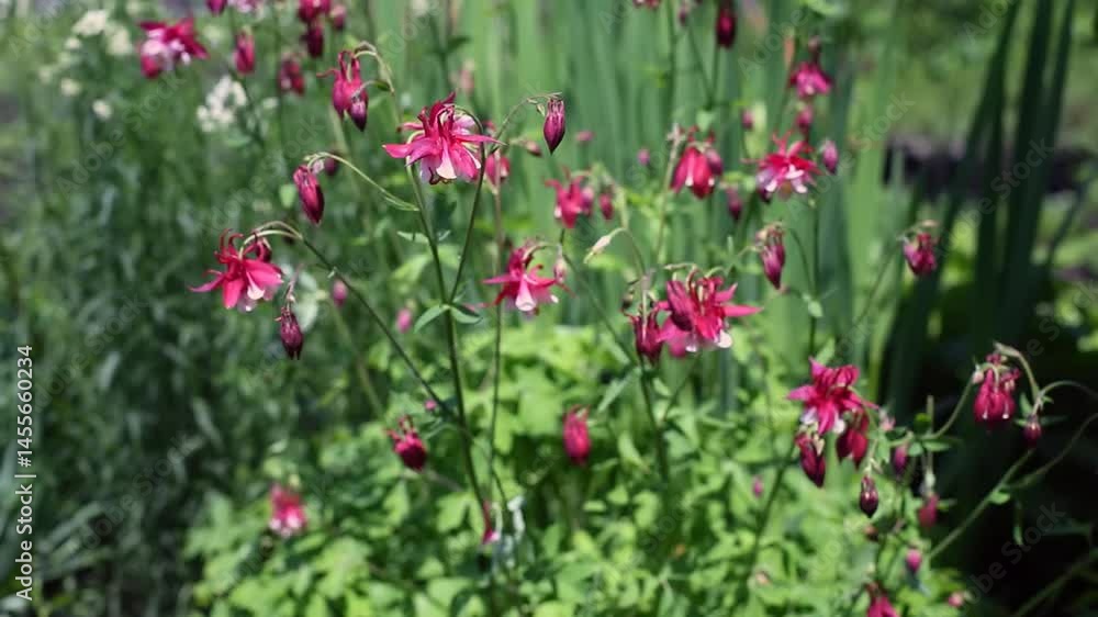 A beautiful display of pink flowers thrives in a lively garden, surrounded by green foliage on a warm sunny day. A beautiful display of pink flowers thrives in a lively garden, surrounded by green foliage on a warm sunny day.