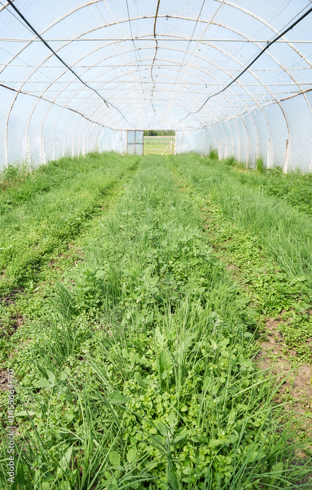 Organic vegetables grown in a polytunnel.