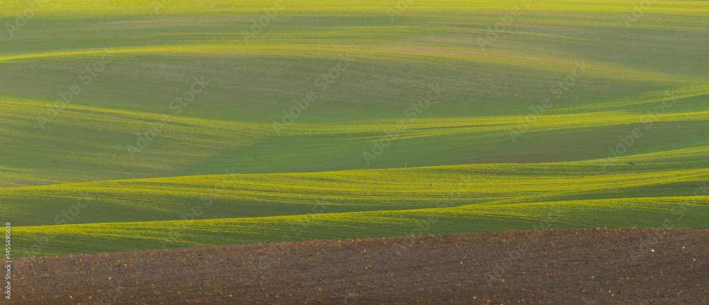 Beautiful spring fields in the Oder river valley in Brandenburg, Germany