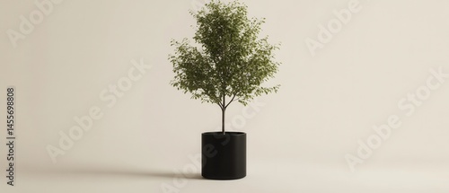 Elegant indoor tree in black pot against neutral background for modern interior design concept