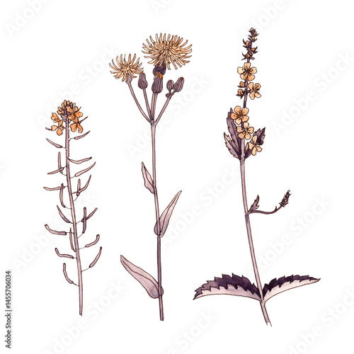 flowers and leaves, watercolor and ink drawing wild plants at white background, floral element, hand drawn botanical illustration