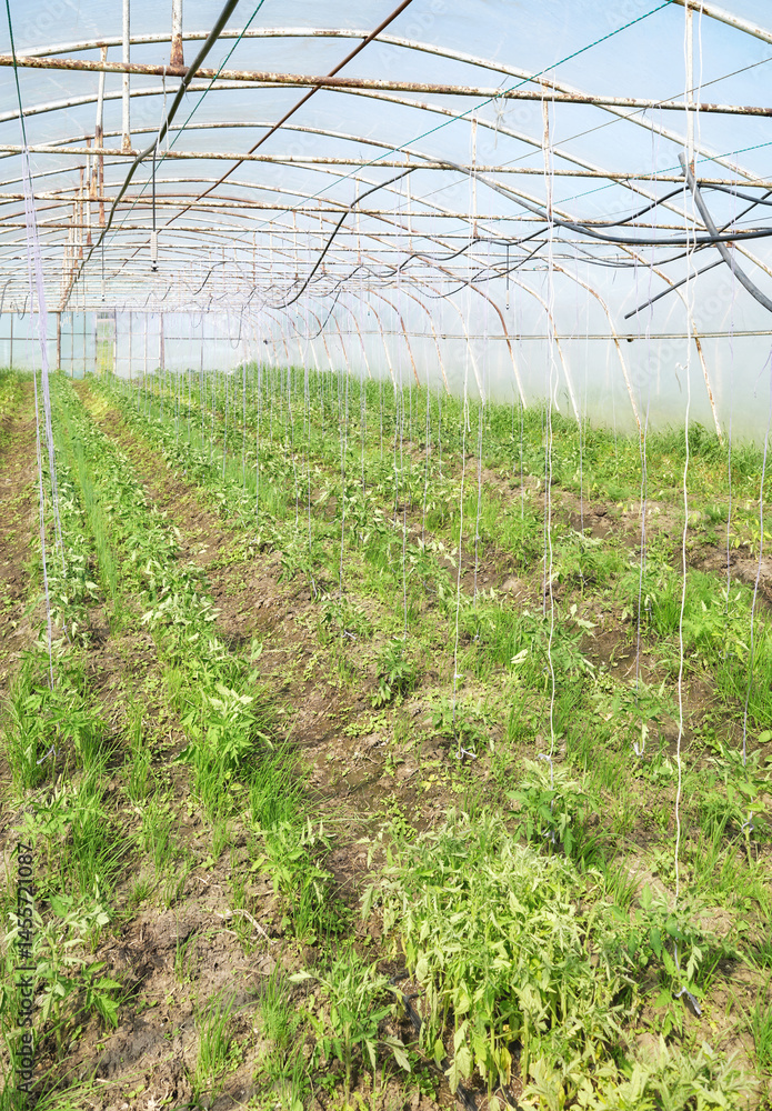 Organic vegetables grown in a polytunnel.