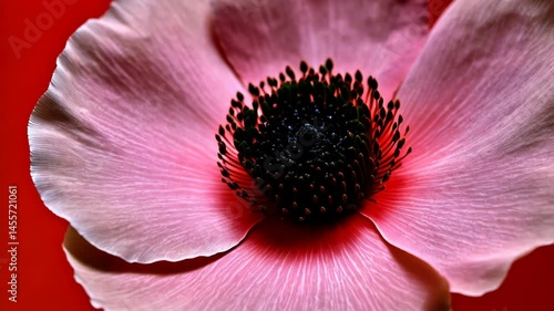 Close-up of a pale pink flower with a dark center against a red background