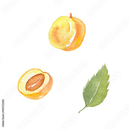 watercolor drawing fruits and green leaves of apricot, peach isolated at white background, hand drawn botanical illustration