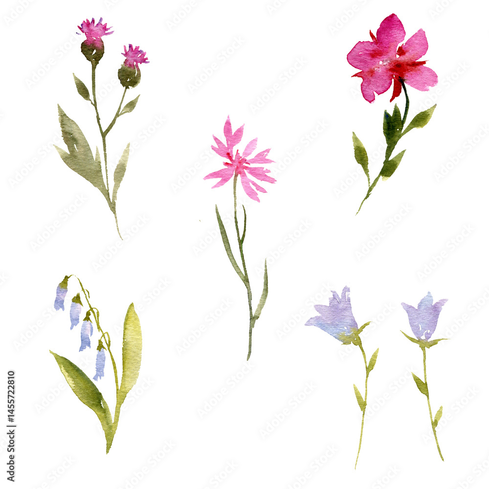 Naklejka premium watercolor drawing wild flowers, flowering plants at white background, floral doodle, hand drawn illustration