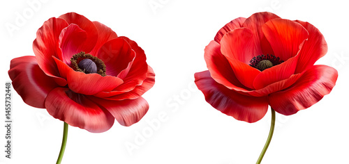 Red poppy flowers, 3d render of plastic object, isolated on transparent background, cutout, png.