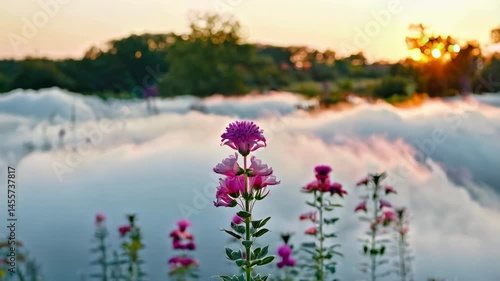 Pink flowers emerge from a field of ethereal mist at sunset
