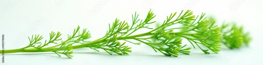 Fototapeta premium Delicate dill sprig, feathery texture, vibrant green on white , minimalist, simple, garnish