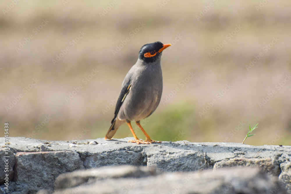 Common Myna bird, latin name Acridotheres Tristis Tristis, is sitting on the trunk. Bamboo island, Pakistan, The Common Myna, Acridotheres tristis Common Myna bird, latin name Acridotheres Tristis Tristis, is sitting on the trunk. Bamboo island, Pakistan, The Common Myna, Acridotheres tristis