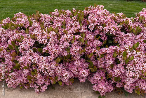 Beautiful flowering bush of Raphiolepis indica.