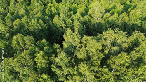 Scenic Aerial Perspective of Dense Forest