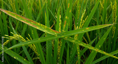 Bacterial Blight on Rice Plants – Paddy Crop Disease Visualization