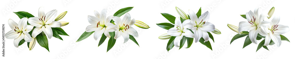 PNG Elegant white lilies arrangement, element set on transparent background PNG Elegant white lilies arrangement, element set on transparent background