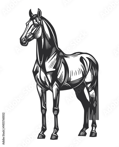 horse engraving black and white outline