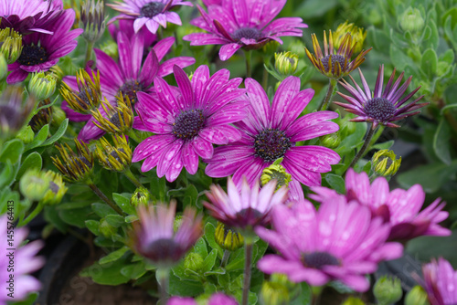Red flowers Osteospermum ecklonis African Daisy Cape Marguerite, Red Cape Marguerite Daisy flower closeup, a floral display of Red Cape Marguerite Daisy flowers with purple Capitulum, closeup