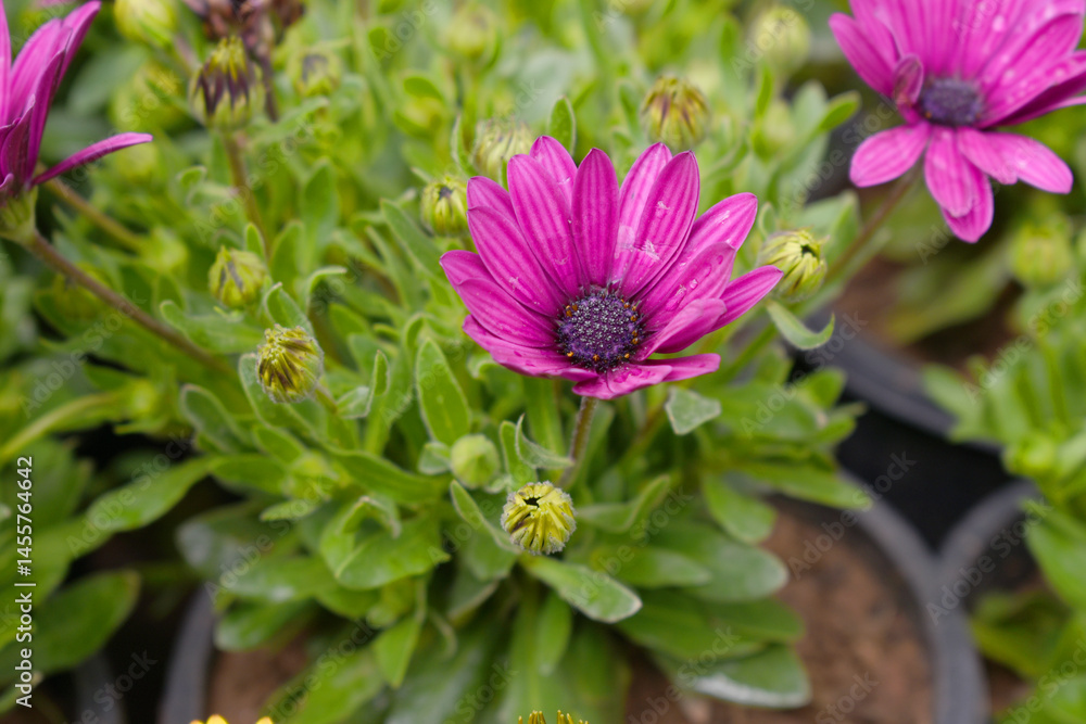 Fototapeta premium Red flowers Osteospermum ecklonis African Daisy Cape Marguerite, Red Cape Marguerite Daisy flower closeup, a floral display of Red Cape Marguerite Daisy flowers with purple Capitulum, closeup