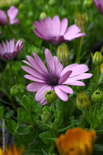 Purple flowers Osteospermum ecklonis African Daisy Cape Marguerite, Purple Cape Marguerite Daisy flower closeup, a floral display of Purple Cape Marguerite Daisy flowers with purple Capitulum, closeup