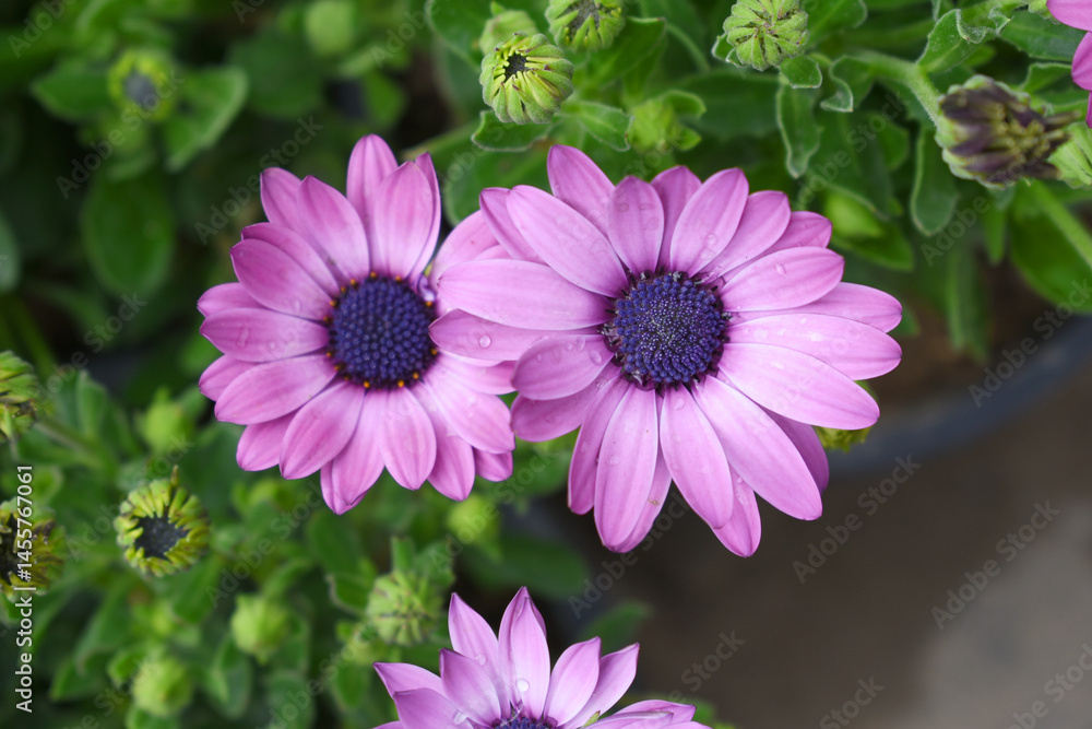 Obraz premium Purple flowers Osteospermum ecklonis African Daisy Cape Marguerite, Purple Cape Marguerite Daisy flower closeup, a floral display of Purple Cape Marguerite Daisy flowers with purple Capitulum, closeup