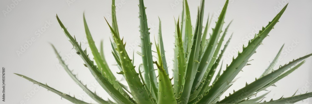 Obraz premium A single aloe vera plant, leaves spread, isolated on white , isolated, fresh, macro
