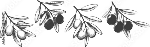 Engraving olive branches