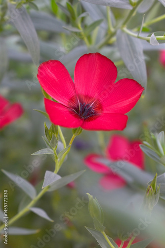 Linum Grandiflorum Rubrum Scarlet Flax bloomed in the garden on a flower bed, Red Linum Grandiflorums closeup in nature, Red flaxs or flowering flaxs, scarlet flax, crimson flax flower head close-up