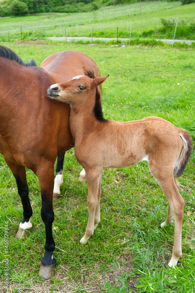 Fototapeta premium Animal family with mother horse and loving gentle foal on rural pasture close up