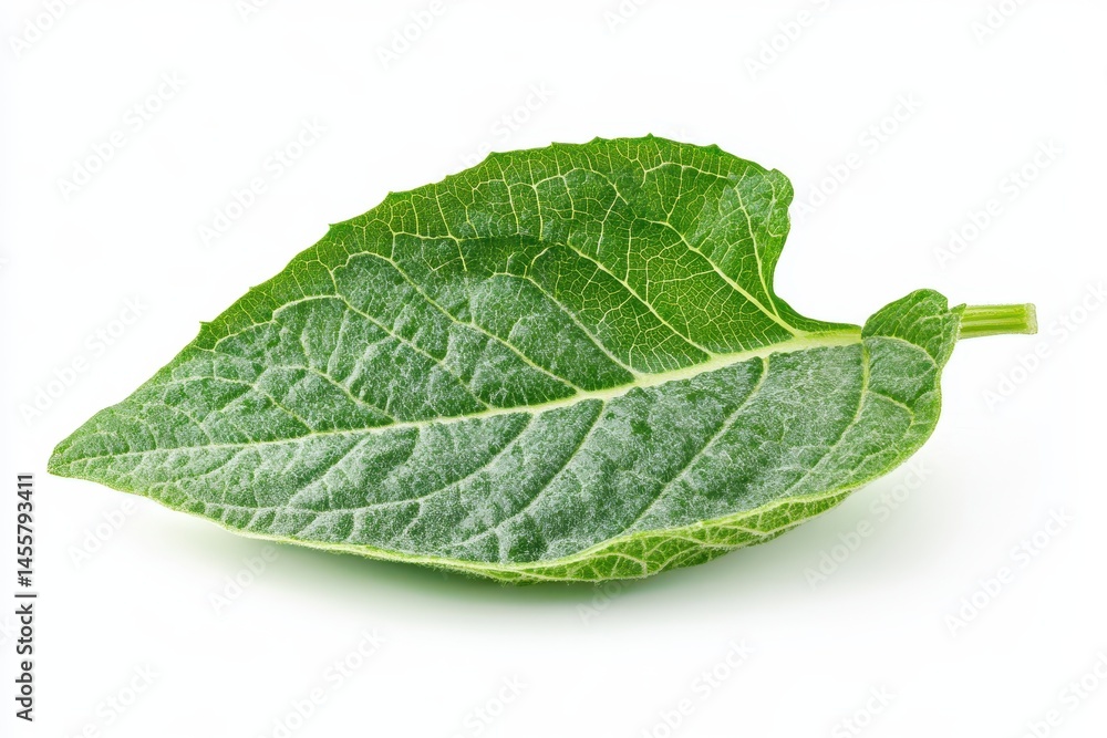 Obraz premium Single vibrant green leaf isolated on white background detailed texture eco plant fresh macro nature