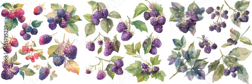 blackberry watercolor clipart