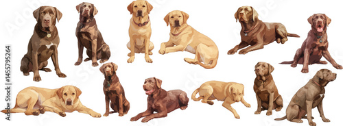 brown labrador retriever watercolor clipart