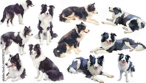 border collie watercolor clipart