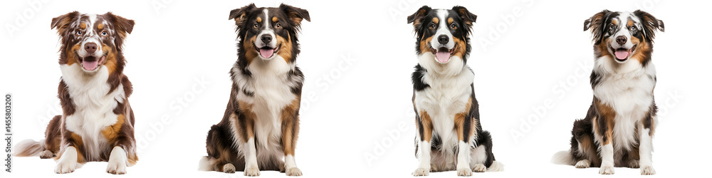 Fototapeta premium Four charming border collie dogs posing together.