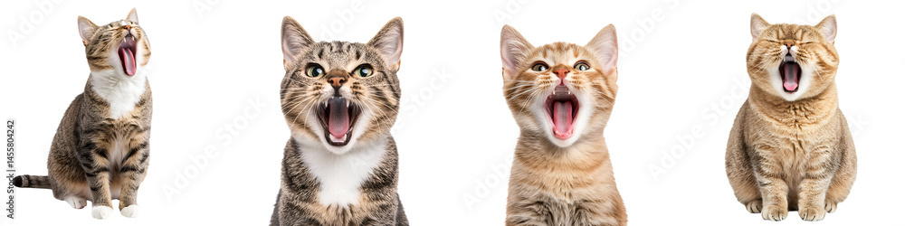 Fototapeta premium Collage of cute and playful cats with open mouths and vocal expressions