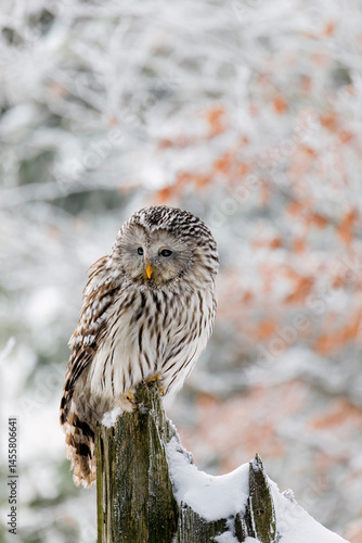 Owl in snowy forest. Ural owl, Strix uralensis, perched on rotten stump in beech forest. Beautiful grey owl in natural habitat. Wild bird of prey in winter nature. Frosty morning. Wildlife.